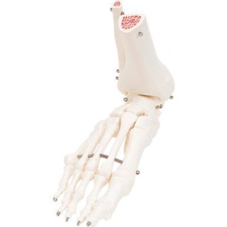 FABRICATION ENTERPRISES 3B® Anatomical Model - Loose Bones, Foot Skeleton with Ankle, Right 12-4585R